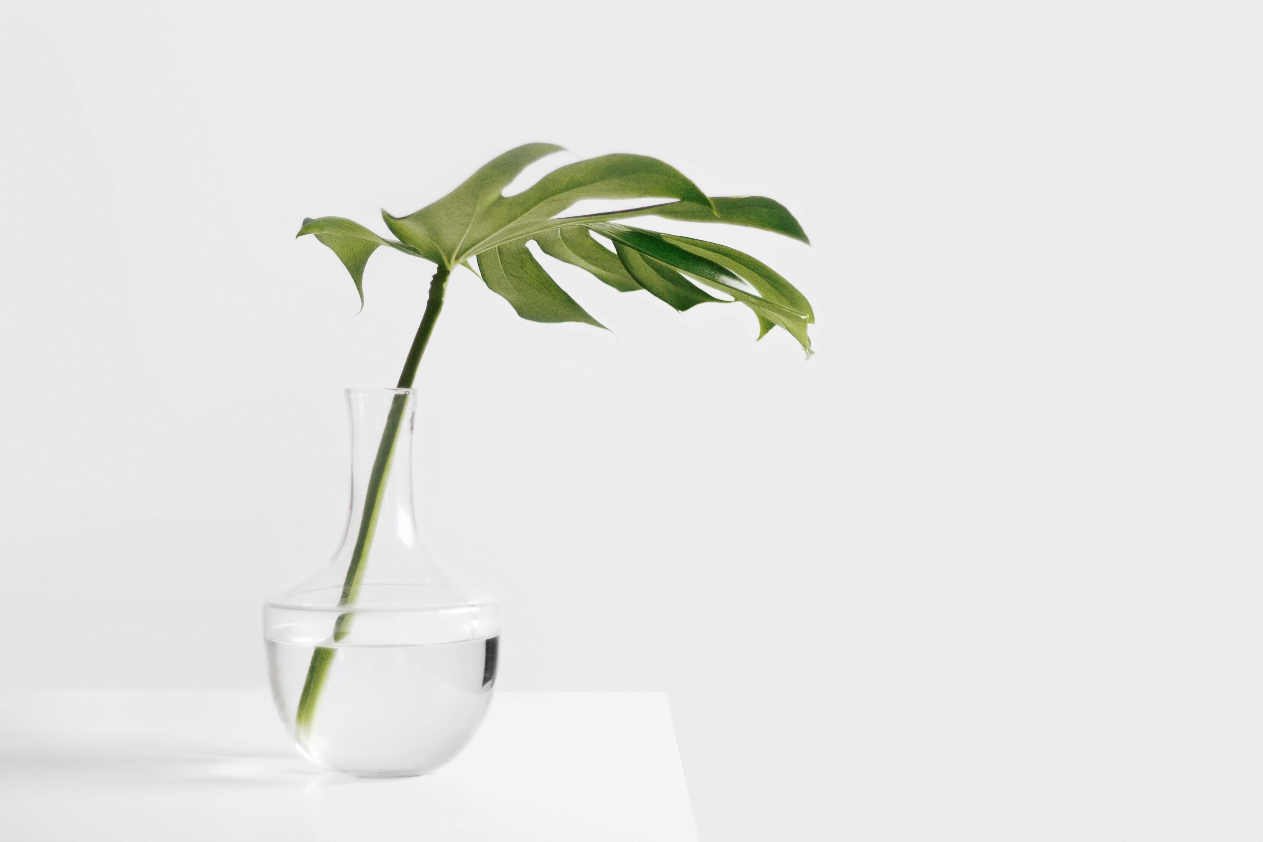 占位符图像,用于表示在主图部分展示的产品。1/2。